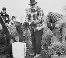 The Senior Gleaners in action gathering surplus produce.